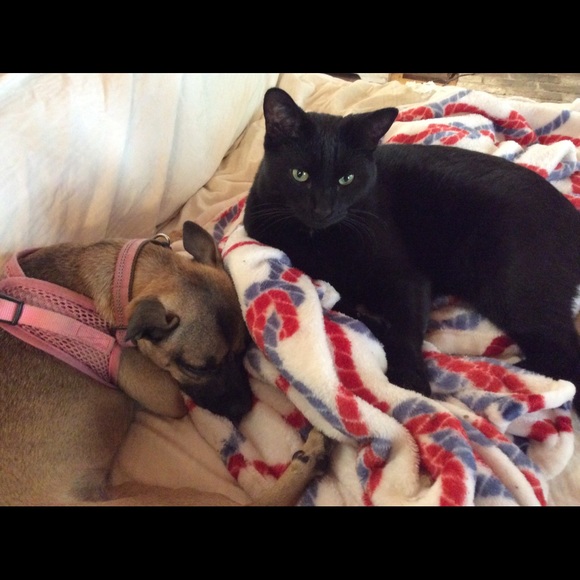 Meet your Posher, Victoria - Picture 3 of 14